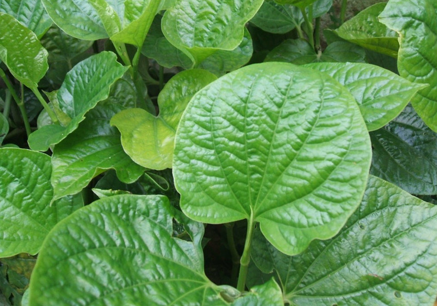bài thuốc trị viêm xoang từ lá lốt