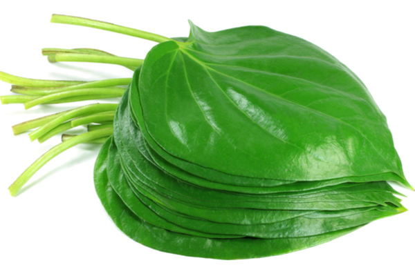 chữa viêm lộ tuyến bằng lá trầu không 01